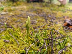 Diphasiastrum alpinum