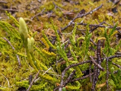 Diphasiastrum alpinum