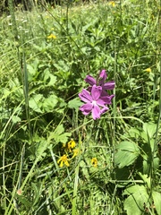 Sidalcea neomexicana