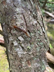 Scolopocryptops spinicaudus