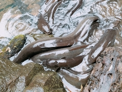 Anguilla dieffenbachii