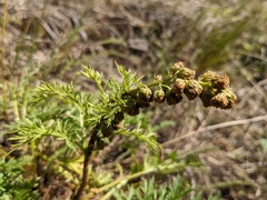 Artemisia norvegica