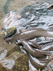 Anguilla dieffenbachii