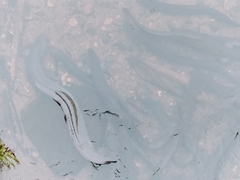 Anguilla dieffenbachii