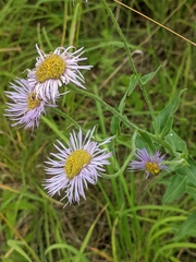 Erigeron poliospermus