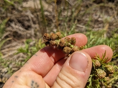 Artemisia norvegica