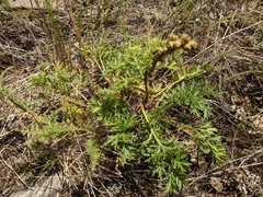 Artemisia norvegica