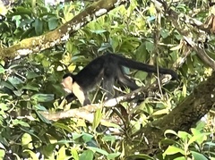 Cebus capucinus