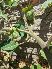 Datura innoxia