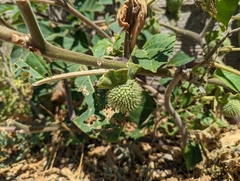 Datura innoxia