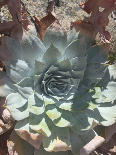 Chalk dudleya (Dudleya pulverulenta)