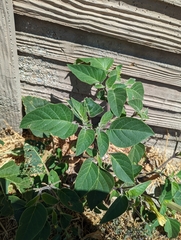 Datura innoxia