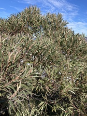 Eucalyptus cunninghamii
