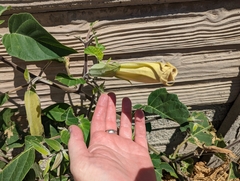 Datura innoxia