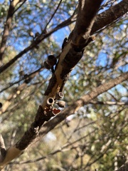 Eucalyptus cunninghamii