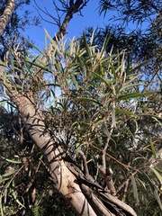 Eucalyptus cunninghamii