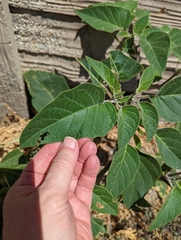 Datura innoxia
