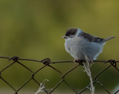 Passer montanus montanus