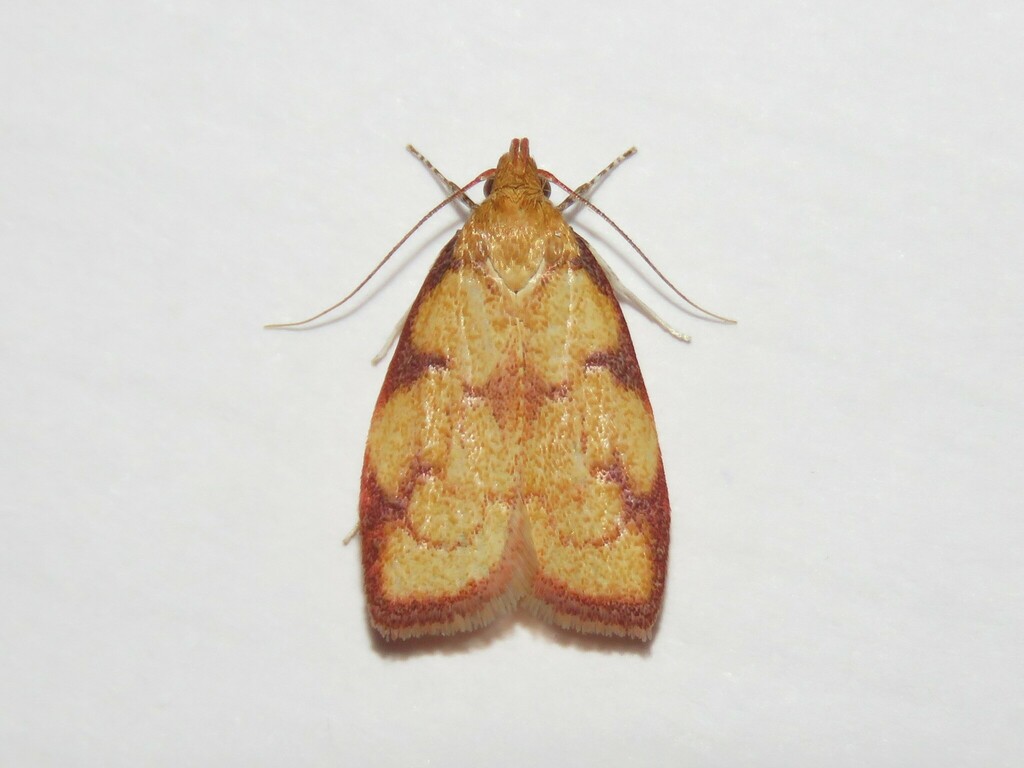 Inga ancorata