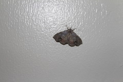 Hyperlopha cristifera