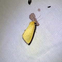 Eulithosia composita