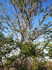 Vachellia californica
