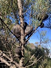 Hakea constablei