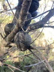 Hakea constablei