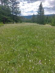 Oxytropis sajanensis