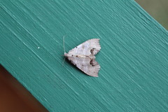 Hyperlopha cristifera