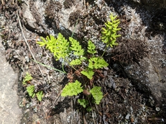 Cryptogramma acrostichoides