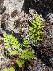 Cryptogramma acrostichoides