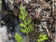 Cryptogramma acrostichoides