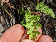 Cryptogramma acrostichoides