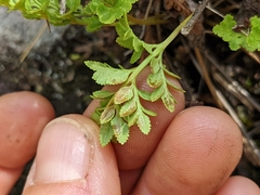 Cryptogramma acrostichoides
