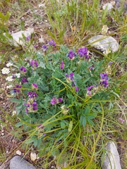 Oxytropis nitens