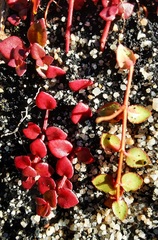 Gonocarpus micranthus