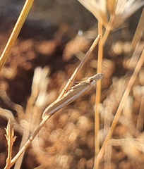 Pleurota aristella