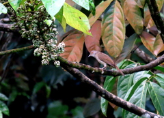 Rubigula erythropthalmos