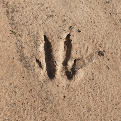 Macropus fuliginosus