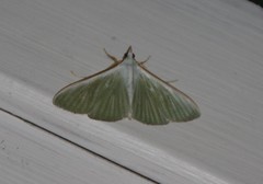 Stemorrhages oceanitis