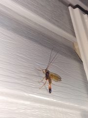 Opheltes glaucopterus