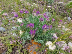 Oxytropis nitens