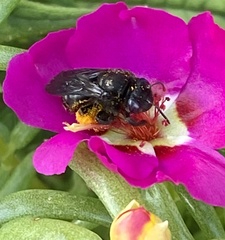 Melissodes bimaculatus