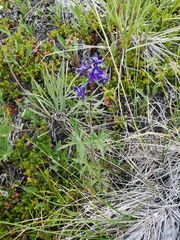 Delphinium brachycentrum