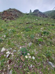 Oxytropis nitens