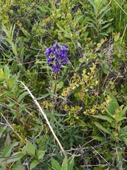 Delphinium brachycentrum