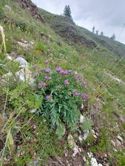 Oxytropis nitens