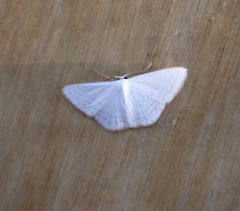Scopula epigypsa