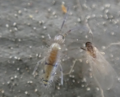 Willowsia nigromaculata